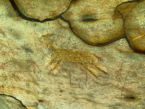 Deer pictographs At piney creek ravine state natural area prehistoric rock art site hiking trail Illinois 