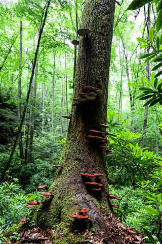 hemlock reiki wild mushrooms growing on hemlock stump along Indian Rockhouse trail in Pickett CCC State Park