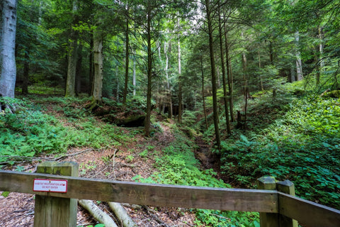 Off trail hiking path to Diagnol cave in Conkles hollow state nature preserve in Hocking county Ohio 