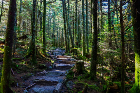 Deep Gap Trail along the Black Mountain Crest Trail Within Mount Mitchell State Park In North Carolina