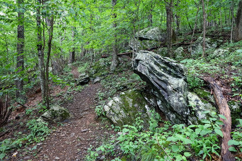 mountain ridge trail in mount jefferson state natural area