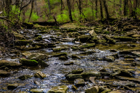 small creek crossing along wild hyacinth trail in turkey run park