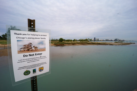 Regionally endangered Great Lakes Pipping Plover birds nesting within montrose beach dunes natural area in Chicago Illinois 