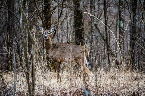 deer grazing along tulip valley trail in o'bannon woods state park