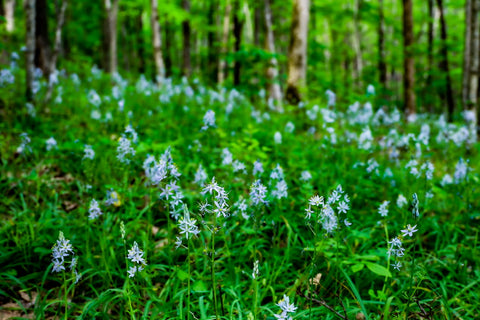 woodland meadow of rare spring blooming camassia wildflowers along chinkapin trail in turkey run park