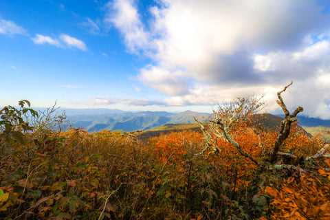 Fall foliage of great craggy mountains along blue ridge parkway in North Carolina 