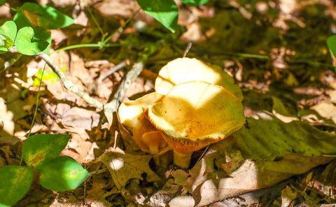 woody chanterelle on silvermine arch in red river gorge