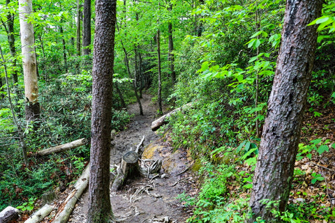 princess arch trail red river gorge