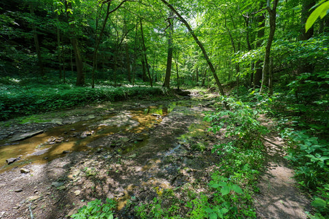 Hiking trail to double falls in yellow birch ravine nature preserve Indiana 