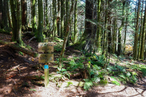 Big Tom Gap along the Deep Gap and Black Mountain Crest Trail within Mount Mitchell State Park in North Carolina