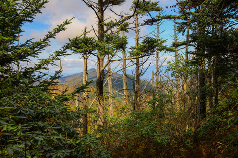 Distant view of Winter Star Mountain along the Black Mountain Crest Trail In Mount Mitchell State Park North Carolina