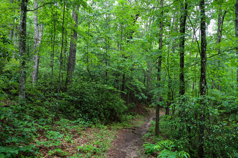 hiking along Indian Rockhouse trail in Pickett CCC State Park