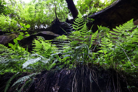 fern growing on cliff edge in silvermine arch red river gorge