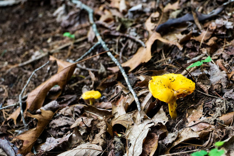 chanterelle wild mushrooms along cedar rock trail in stone mountain state park