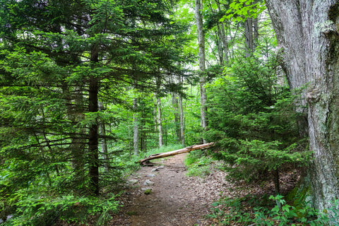 hemlock forest along the cabin creek trail in grayson highlands state park in virginia 