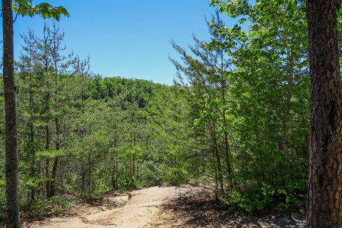 d boon hut trail red river gorge