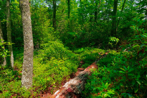 Dense overgrown hiking trail to markers arch in the Daniel Boone National Forest in Kentucky 