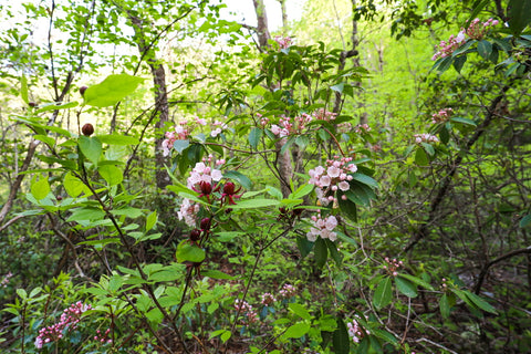 Spring blooming Carolina allspice and mountain Laurel along river trail in DeSoto Falls Picnic Area in northeast Alabama 