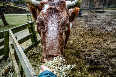 feeding cattle in o'bannon woods state park interpretive farm