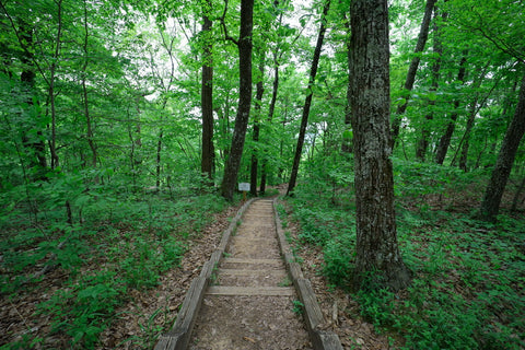 Hiking trail down to Sewanee Natural Bridge State Natural Area in Tennessee 