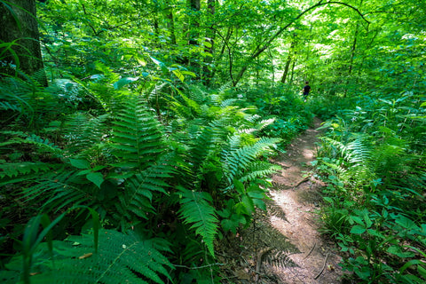 Large ferns along trail to double falls in yellow birch ravine nature preserve Indiana 