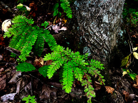 brown county state park indiana