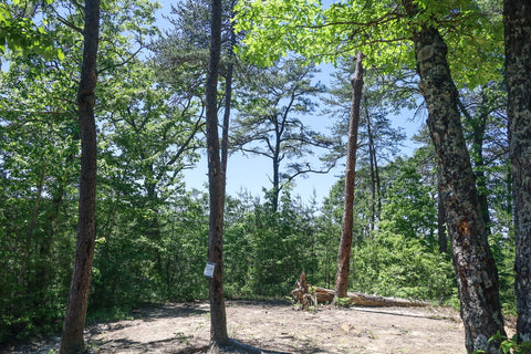 d boon hut trail red river gorge