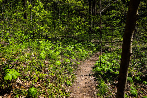 Red Trail Horine Reservation Jefferson Memorial Forest