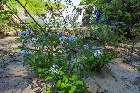 Eastern blue star  native plant blooming in High Falls Waterfall Park in Alabama 