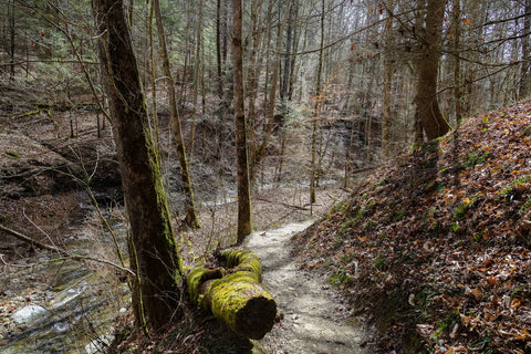 hiking along whittleton branch to whittleton arch in red river gorge kentucky