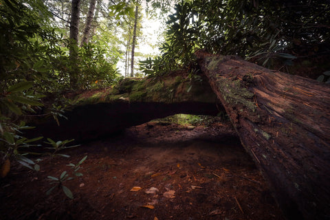 Osborne bend trail red river gorge Kentucky hiking moonshiners arch Osborne bend srch