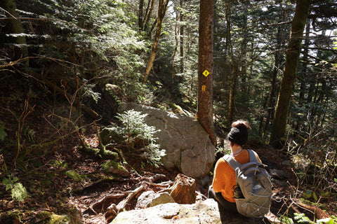 hemlock and fir forest along the underwood trail to macrae peak on grandfather mountain