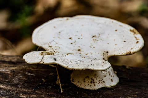 toadstool wild mushroom growing on forest floor along wild hyacinth trail in turkey run park