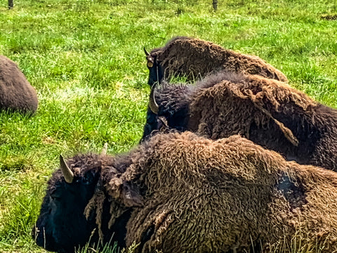 wild bison herd in big bone lick state park