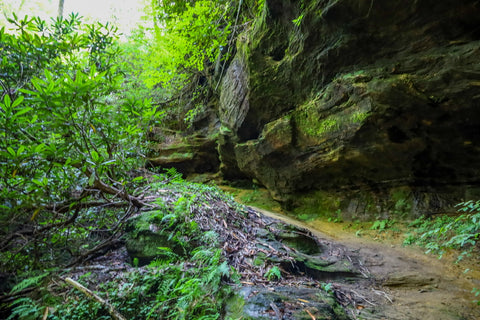 rockshelter within silvermine arch in red river gorge