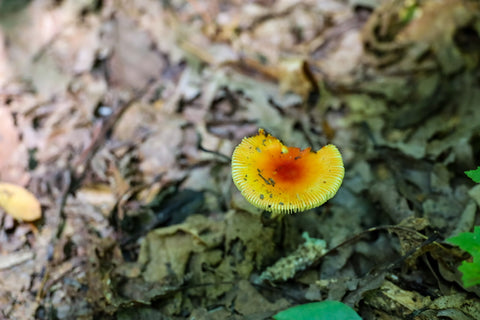 wild mushrooms on silvermine arch trail in red river gorge