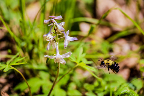 bee pollinating wild hyacinth along paw paw trail in turkey run park