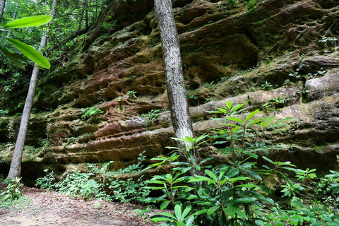 sandstone bluffs along Hazard Cave trail in Pickett CCC State Park