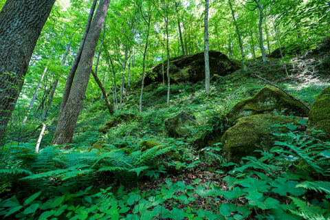 Large rock shelter atop the cliffs of yellow birch ravine nature preserve Indiana 