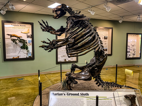 harlans ground sloth skeleton inside big bone lick state park visitors center