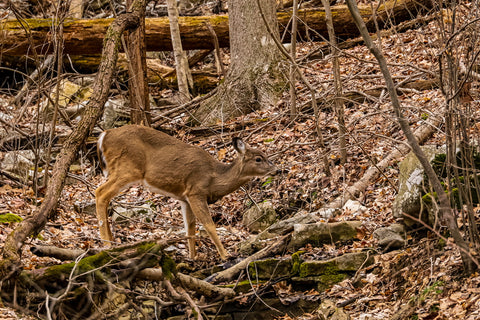 deer grazing in blue river nature preserve within o'bannon woods state park
