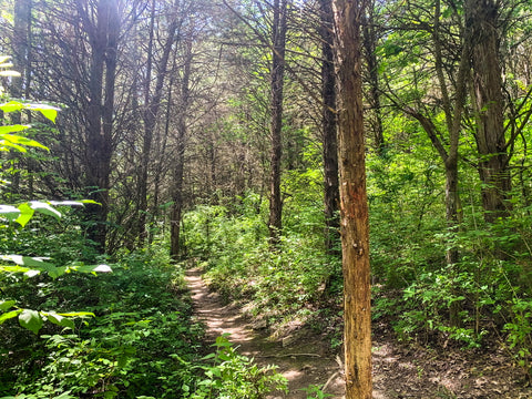 gobblers trace trail winding through cedar forest in big bone lick state park