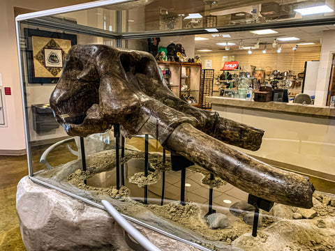 prehistoric mastodon skull inside big bone lick state park visitors center 