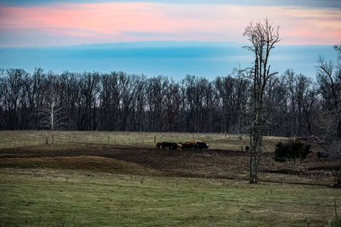 grazing cattle near o'bannon woods state park