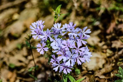 spring blooming woodland phlox along wild hyacinth trail in turkey run park