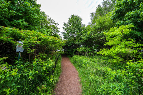 The magic hedge wildlife sanctuary within montrose beach dunes natural area in Chicago illinois 