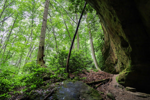 dense hemlock forest canopy along Indian Rockhouse trail in Pickett CCC State Park