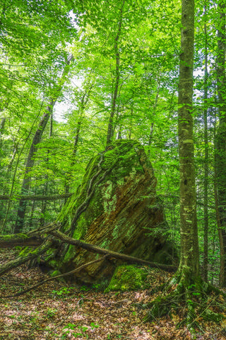 tower rock trail red river gorge