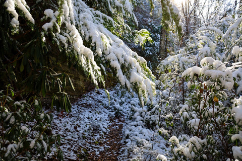 snow covered trees on buffalo canyon loop in the natural arch scenic area