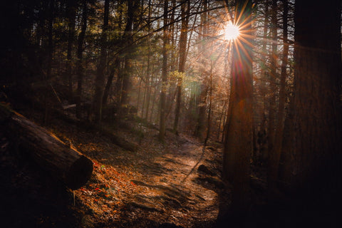 hiking the Sheltowee trace trail in the Daniel Boone national forest of Kentucky 